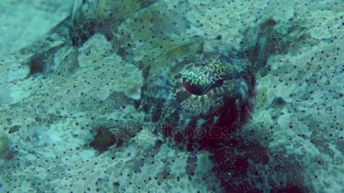 Dokunaçlı flathead (Papilloculiceps longiceps)