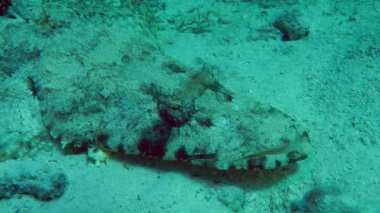 Dokunaçlı flathead (Papilloculiceps longiceps)