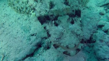 Kumlu altta benekli sandperch (Parapercis hexophtalma).