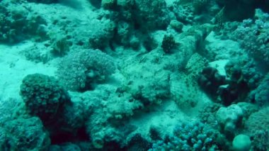 Dokunaçlı flathead (Papilloculiceps longiceps)