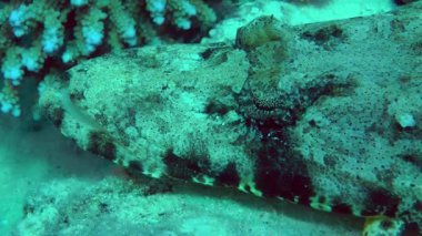 Dokunaçlı flathead (Papilloculiceps longiceps)