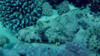 Dokunaçlı flathead (Papilloculiceps longiceps)