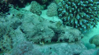 Dokunaçlı flathead (Papilloculiceps longiceps)