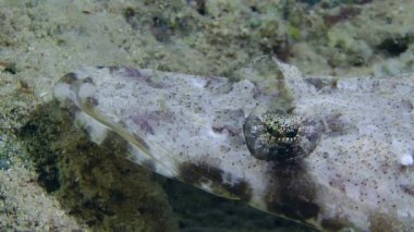 Dokunaçlı flathead (Papilloculiceps longiceps)