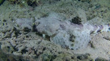 Dokunaçlı flathead (Papilloculiceps longiceps)
