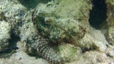 Devil Scorpionfish (Scorpaenopsis diabolus)
