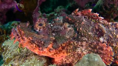 Tassled scorpionfish (Scorpaenopsis oxycephala)