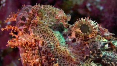 Tassled scorpionfish (Scorpaenopsis oxycephala)