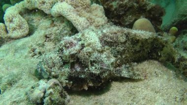 Tassled scorpionfish (Scorpaenopsis oxycephala)