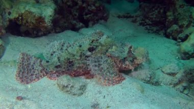 Tassled scorpionfish (Scorpaenopsis oxycephala)