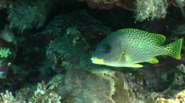 Blackspotted rubberlip (Plectorhinchus gaterinus)
