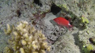 Silverspot villalar (Sargocentron caudimaculatum)