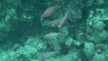 Moontail bullseye (Priacanthus hamrur)