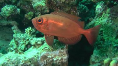 Moontail bullseye (Priacanthus hamrur)