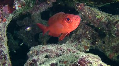 Moontail bullseye (Priacanthus hamrur)