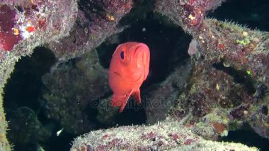 Moontail bullseye (Priacanthus hamrur)