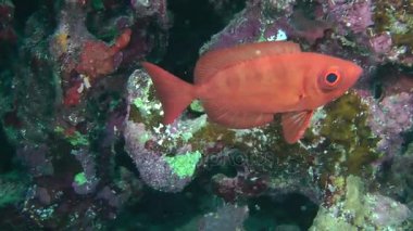 Moontail bullseye (Priacanthus hamrur)