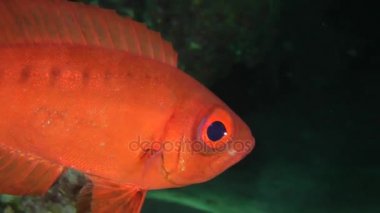 Moontail bullseye (Priacanthus hamrur)