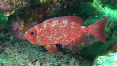 Moontail bullseye (Priacanthus hamrur)