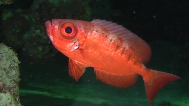 Moontail bullseye (Priacanthus hamrur)