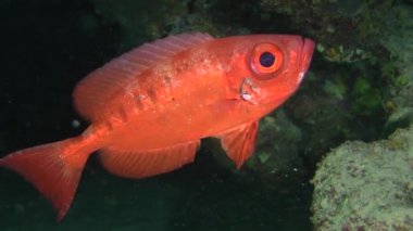 Moontail bullseye (Priacanthus hamrur)