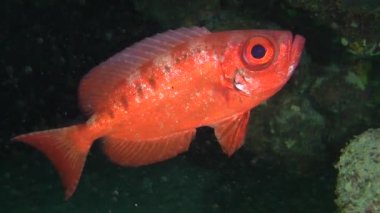 Moontail bullseye (Priacanthus hamrur)