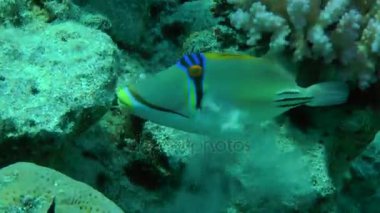Picasso Triggerfish (Rhinecanthus assasi)