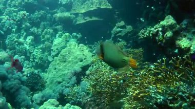 Turuncu çizgili triggerfish (Balistapus undulatus)