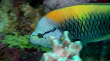 Askı-çene wrasse (Epibulus insidiator)