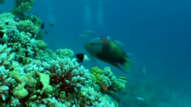 Askı-çene wrasse (Epibulus insidiator)