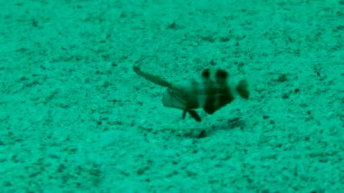 Kumlu altta benekli sandperch (Parapercis hexophtalma).
