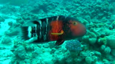 Redbreasted wrasse (Cheilinus fasciatus)