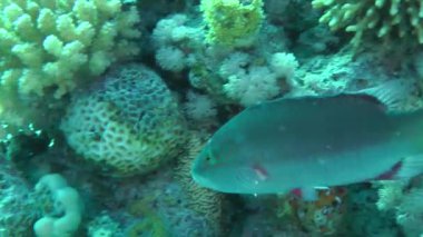 Cheeklined wrasse (Oxycheilinus digramma)