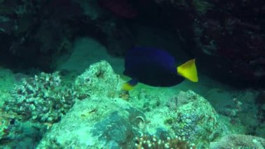 Sarıkuyruk Surgeonfish (Zebrasoma xanthurum)