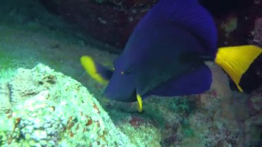 Sarıkuyruk Surgeonfish (Zebrasoma xanthurum)