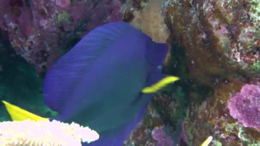 Sarıkuyruk Surgeonfish (Zebrasoma xanthurum)