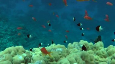 Red Sea sailfin tang (Zebrasoma desjardinii)