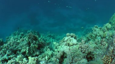 Orangespine unicornfish (Naso lituratus) arka planda resif.