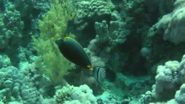 Orangespine unicornfish (Naso lituratus) arka planda resif.