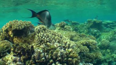 Resif üzerinde birkaç Sohal surgeonfish (Acanthurus sohal).