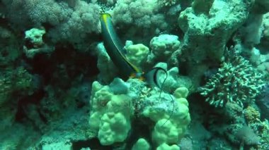 Orangespine unicornfish (Naso lituratus) arka planda resif.