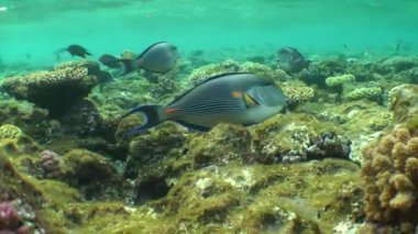 Resif üzerinde birkaç Sohal surgeonfish (Acanthurus sohal).