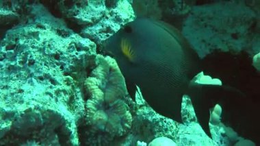 Çizgili surgeonfish (Ctenochaetus striatus) yiyecek arayan.