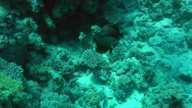 Bir çift çizgili surgeonfish (Ctenochaetus striatus), Oyunlar çiftleşme.