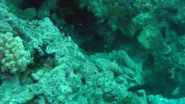 Bir çift çizgili surgeonfish (Ctenochaetus striatus) yiyecek arayan.