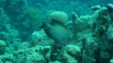 Çizgili surgeonfish (Ctenochaetus striatus) yiyecek arayan.