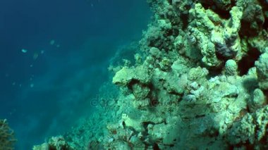 Bir çift çizgili surgeonfish (Ctenochaetus striatus), Oyunlar çiftleşme.