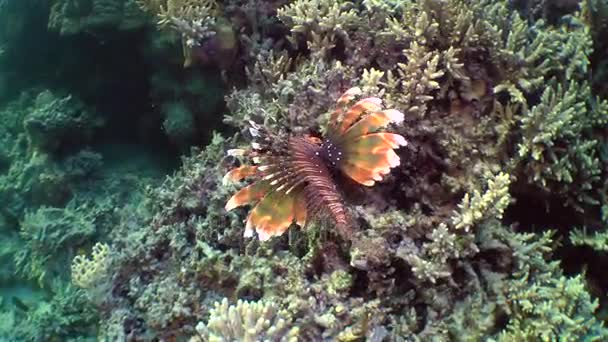 Gespikkelde sandperch (Parapercis binivirgata) op een zanderige bodem. — Stockvideo