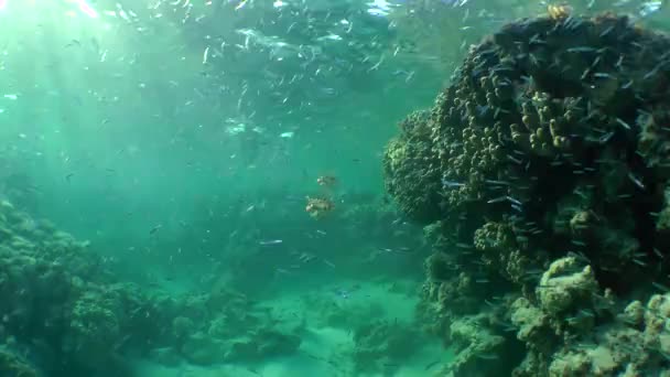 Nakrapiane sandperch (Parapercis hexophtalma) na piaszczystym dnie. — Wideo stockowe