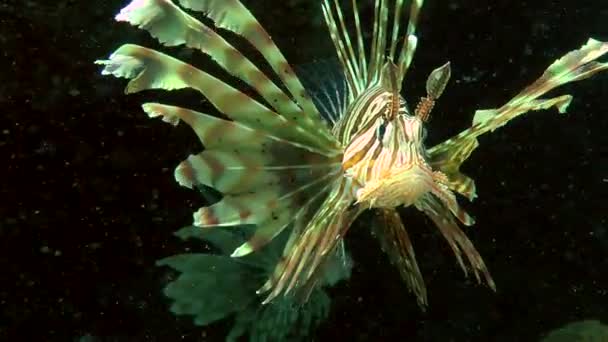 Gespikkelde sandperch (Parapercis binivirgata) op een zanderige bodem. — Stockvideo